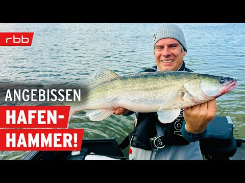 So fangt Ihr Zander in Hamburg | Angebissen - Der Angelpodcast vom rbb | #157
