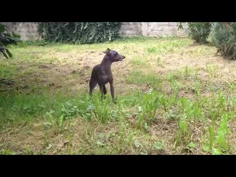 Dog Barking For 10 Hours