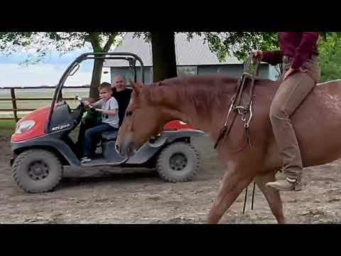Piglet: sells at Cowgirl Cadillac sale June 13-14 Sheridan Wyoming