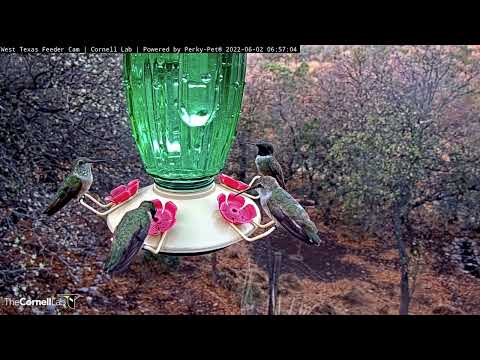 Hummingbird Full House At The West Texas Feeders – June 2, 2022