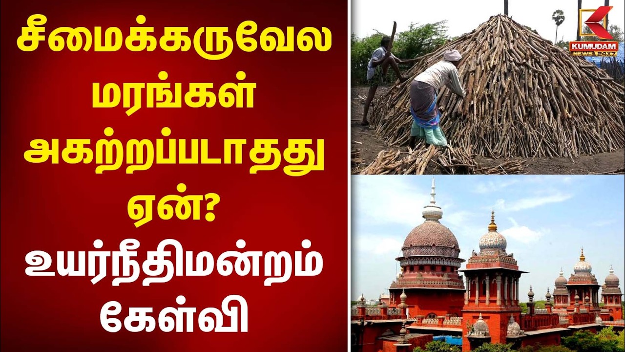 சீமைக்கருவேல மரங்கள் அகற்றப்படாதது ஏன்? உயர்நீதிமன்றம் கேள்வி | Karuvai Trees | Chennai High Court