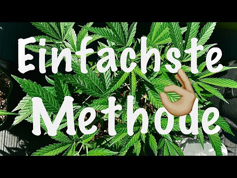 Cannabis Steckling Schneiden ✂️