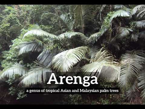 What is Arenga? | How Does Arenga Look? | How to Say Arenga in English?
