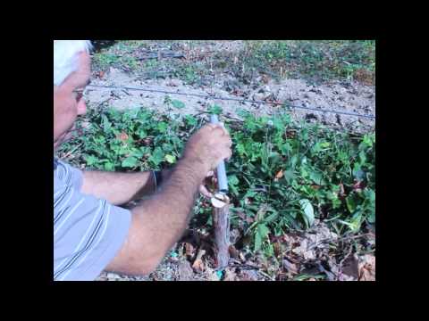 ¿Cómo se hace un Injerto? Reportaje con Serafín Moleiro [23Ener'13]