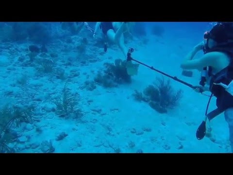 Casuarina Point Reef Dive Grand Cayman