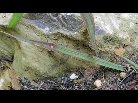 Double Trouble with Ants & Yellow Jackets in Freehold, NJ