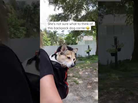 My corgi doesn’t seem to like being carried in a backpack #shorts