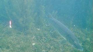 INSANE DAY Ice Fishing with an Underwater Camera! - So Many BIG PIKE!