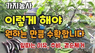 가지 추비주는방법, 가지잎은 이렇게 따야 원하는만큼 수확할 수 있습니다 가지곁순제거 가지농사