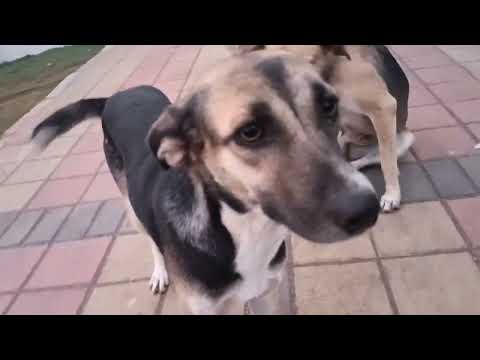 kurla garden n Masti karte huye dogi