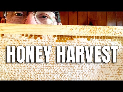 Harvesting Honey In My Kitchen