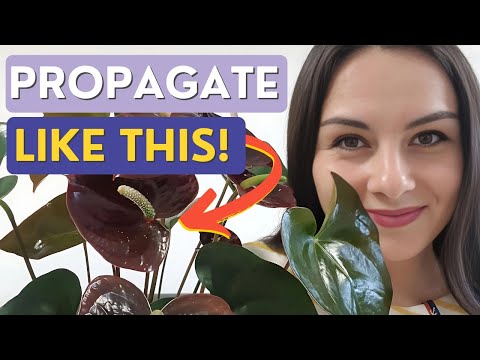 Propagating ANTHURIUMS from Cuttings | Best Method
