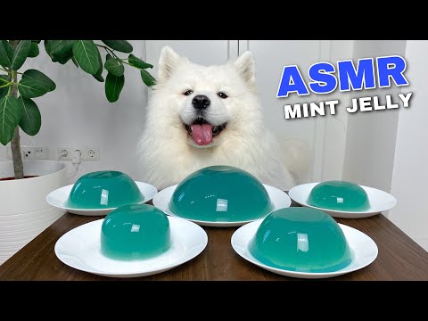 Dog Eating Mint Jelly From Genshin Impact (ASMR) I MAYASMR