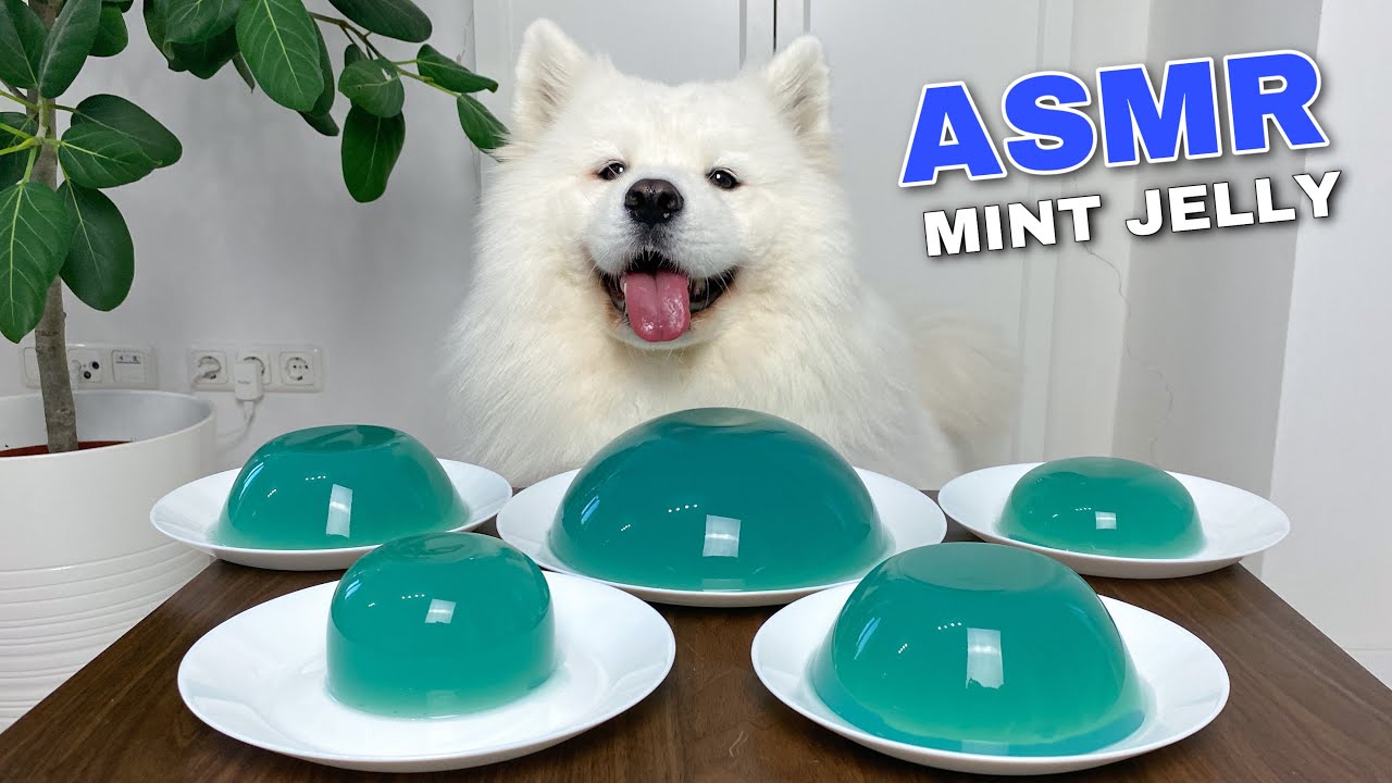 Dog Eating Mint Jelly From Genshin Impact - YouTube