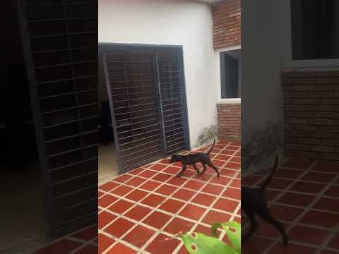 M7.5 Earthquake shakes a house in Naguanagua, Carabobo, Venezuela