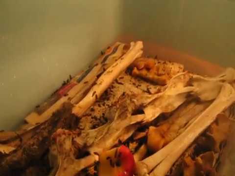 Dermestario Museo Scasso - YouTube