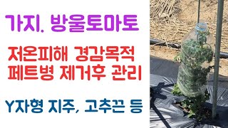 텃밭, 가지 및 대추방울토마토???? 페트병 제거 후 고추끈 유인  등