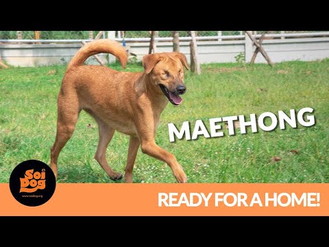 [NOW ADOPTED!] Hi there, my name’s Maethong which is Thai for “golden mother”.