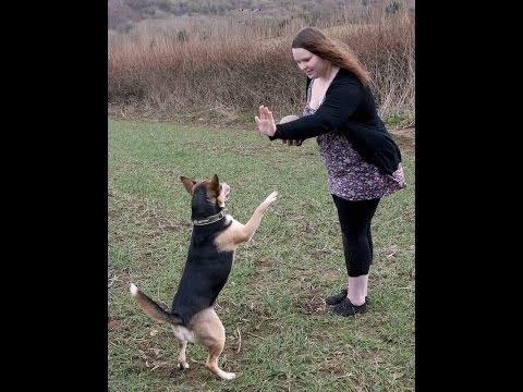 Super Dog Can Do Hundreds Of Tricks | Funny Dog Videos