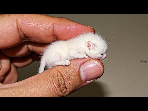 20 Smallest Cat Breeds In The World