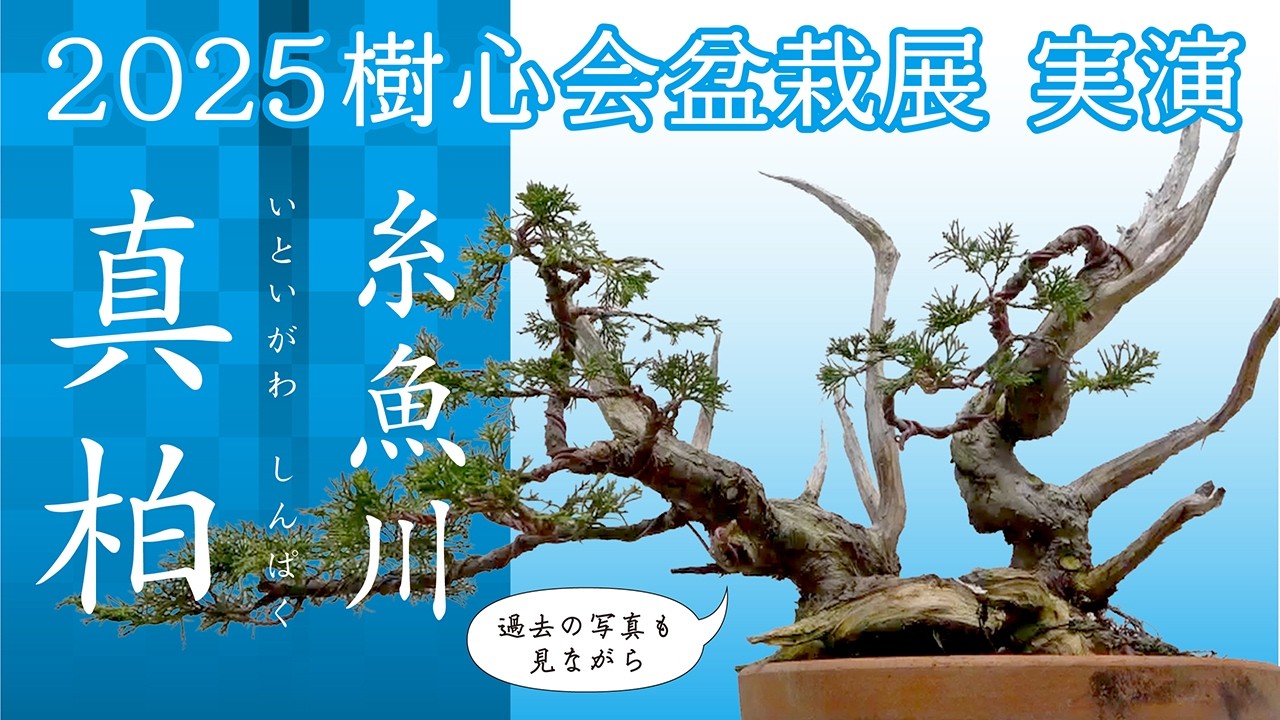 【糸魚川真柏】畑作りで25年　【編集後記】：今後の計画、展望など