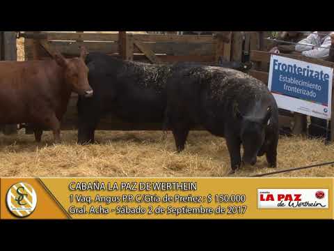 02-09-17 Venta de Vaquillonas Angus PP C/Gtía de Preñez - Cabaña La Paz de Werthein - Gral. Acha