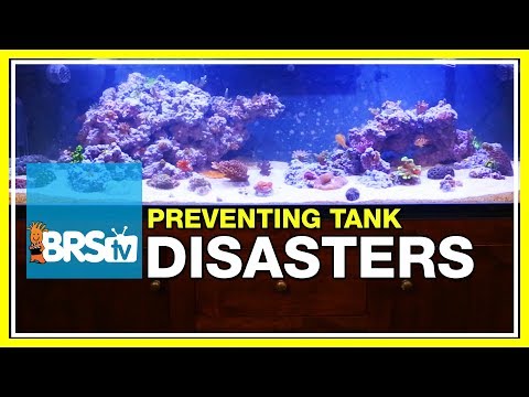 Week 50: BRS160 disaster averted! Fixing catastrophes in the reef tank | 52 Weeks of Reefing #BRS160