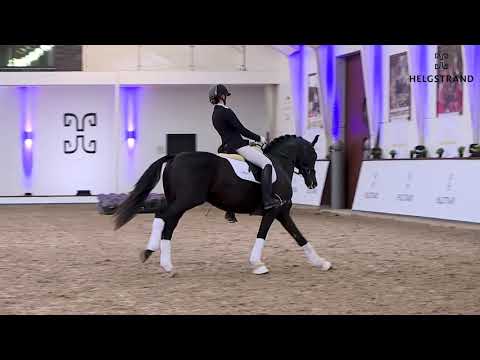 Franzé von Franklin / Sezuan - hengst geboren 2018 (GER)