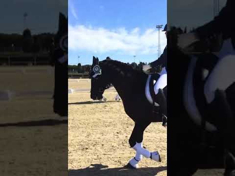 Rafael Soto jr con Importante II campeón de Andalucia 2019