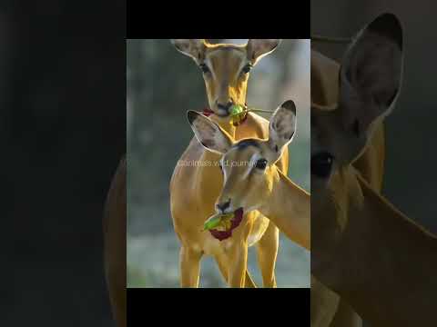 Bidabeda Bidabeda #kannadasong #kannadavideoediting #subscribe #like #comment #ಶೇರ್ #thankyou