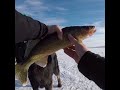 Video Thumbnail for Beauty Walleye! #Shorts