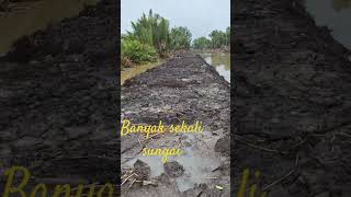 Download lagu KETIKA PASANG PUNCAK PADU BANJIR DIATAS GUNUNG BEGINI TRANSMIGRASI TANJUNG BUKA SP 10 BULUNGAN mp3