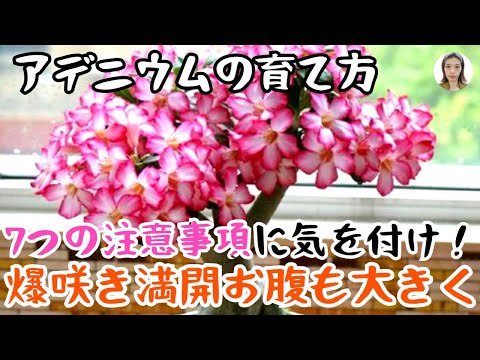 豆を好む:これは注意する必要があることです 植物