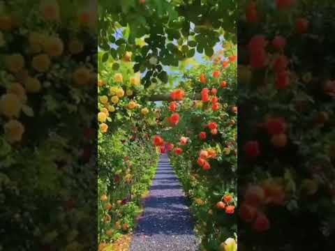 Rose garden in South Korea 🌿🌺💐