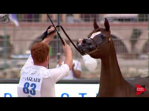 N.83 ALMA AL TIGLIO - Menton 2018 - 7 Years Old and Older Mares (Class 5)