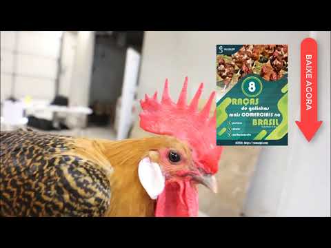 RAÇA CAMPINE DE GALINHA - Raça de Galinha Campine - RAÇAS DE GALINHAS DO MUNDO