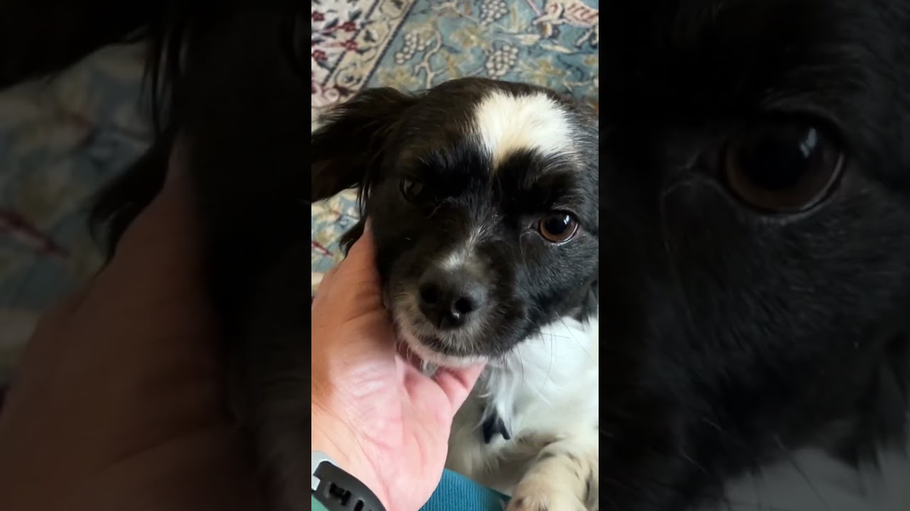 Enlarge Hattie, a ADOPTABLE mixed breed in Fort Collins, CO video 5/5