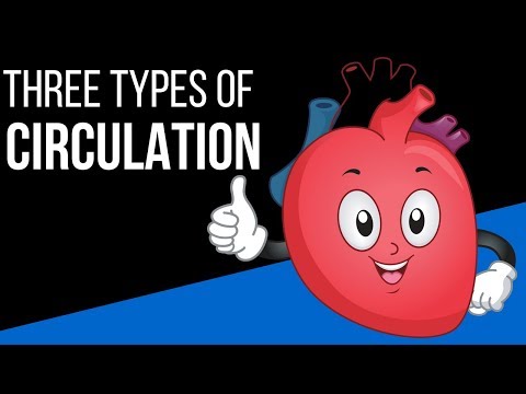Three types of circulation in the body