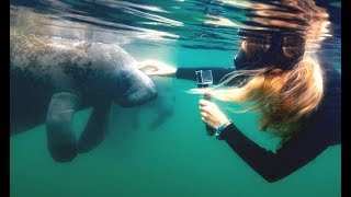 SWIMMING WITH MANATEES - Are Sea Cows dangerous?