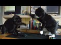 Tuxedo Cat Combo Punches With Unmatched Agility Fight Time