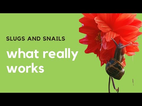 Slug and snail control - start NOW for summer success