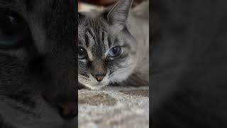 #christmas #ねこのいる生活 #ねこ動画