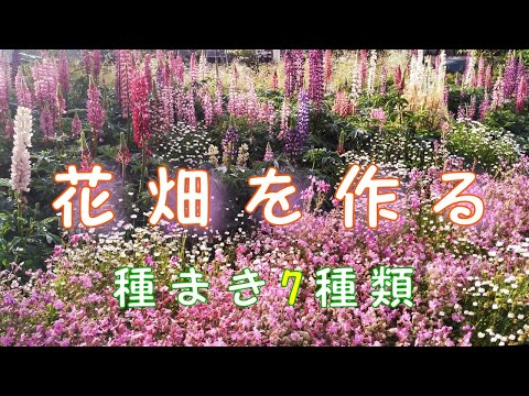 ナポリネギ、ナポリネギ 植物