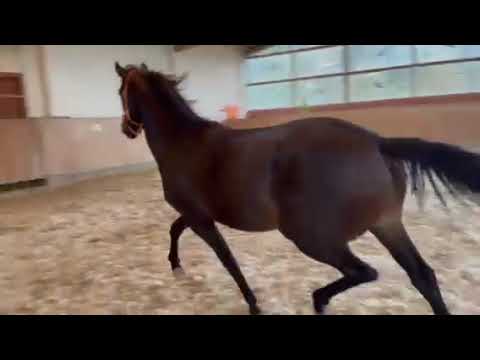 OL Stute von Global Player/Governor/San Amour/Fürst Heinrich) Oktober 2021