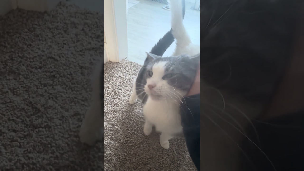 Enlarge Tinsel, a Adoptable Domestic Short Hair in CANONSBURG, PA video 5/5