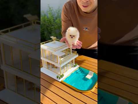 Comprei uma mini mansão bilionária para o meu cachorro