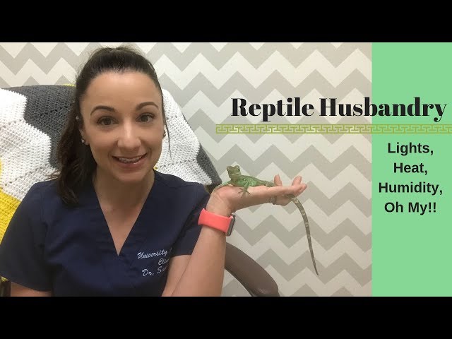 Your Reptile Husbandry Questions Answered!