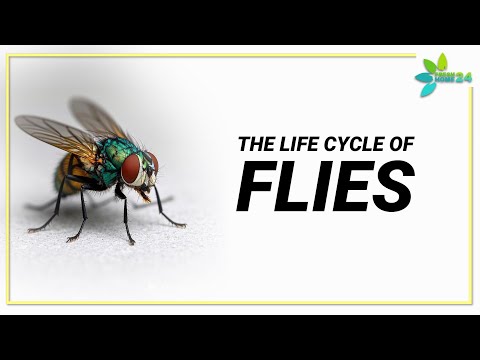 Fly Life Cycle and Lifespan | How Long Do Flies Live? | How to Control Flies in Your Home