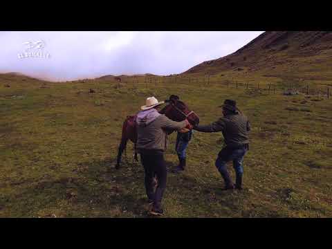 , title : 'Buscando Caballos Cerreros en los Páramos de Colombia | Versión Invierno | Parte 3'