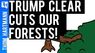 Trump Guts National Forrest Protections!